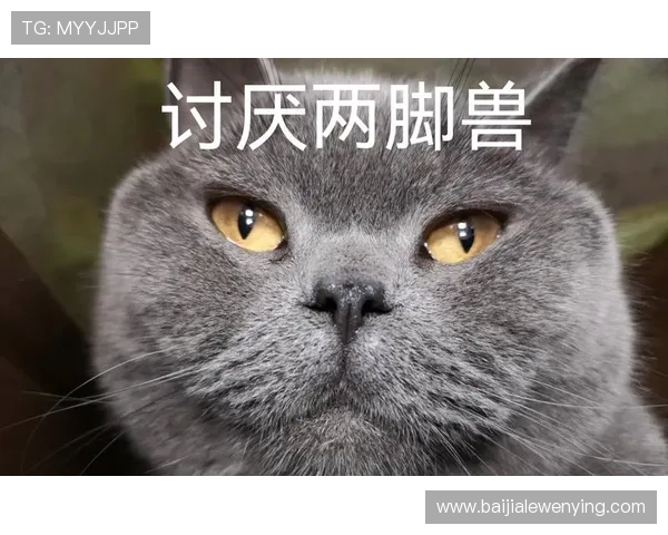 燕云十六声张富贵对话技巧分享提升玩家在游戏中与张富贵对话的体验与效果